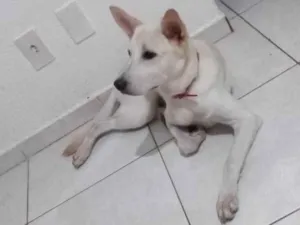 Cachorro raça SRD-ViraLata idade 7 a 11 meses nome Aurora
