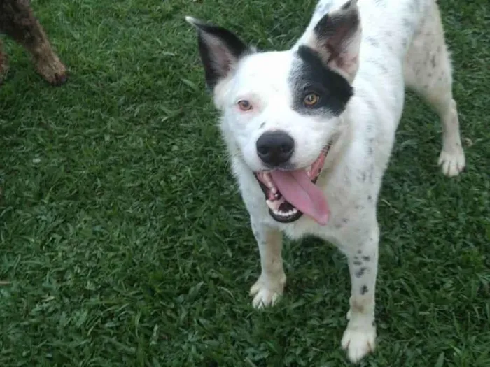 Cachorro ra a BLUE Heller  idade 2 anos nome Pluto 