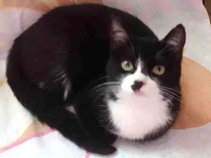 Gato raça Srd idade 2 a 6 meses nome Margot