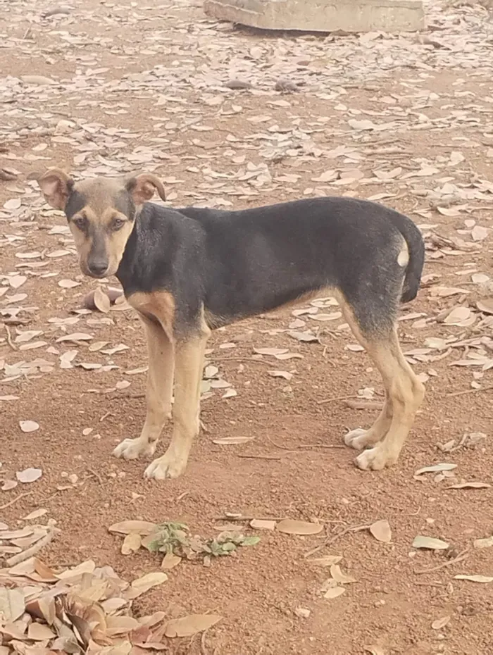 Cachorro raça ViraLata idade 7 a 11 meses nome Sem nome (apelidamos temporariamente de Top) 