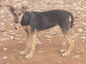 Cachorro raça ViraLata idade 7 a 11 meses nome Sem nome (apelidamos temporariamente de Top) 
