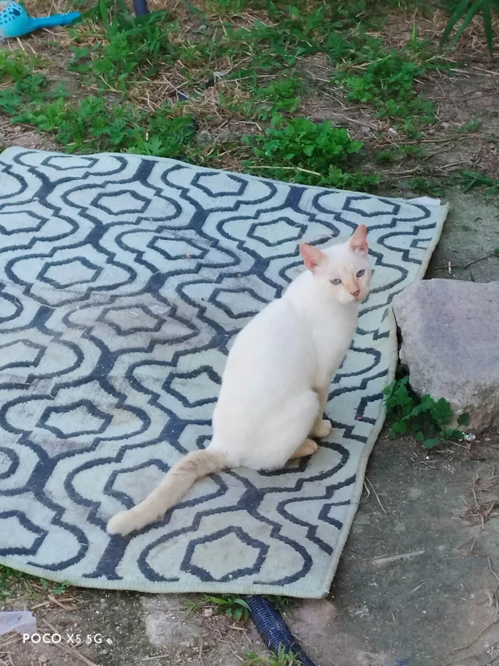 Gato ra a Não sei  idade 7 a 11 meses nome Olaf