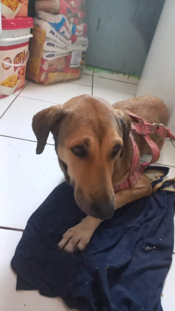 Cachorro ra a Labrador idade 3 anos nome Byonce