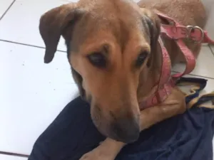 Cachorro raça Labrador idade 3 anos nome Byonce