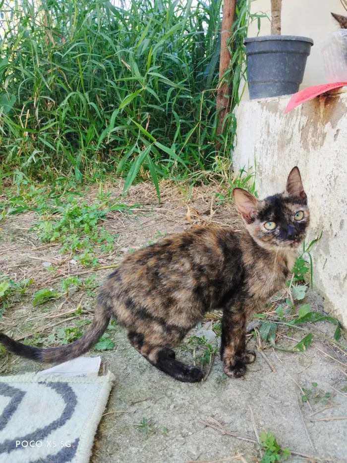 Gato ra a Não sei  idade 2 a 6 meses nome Carlota 