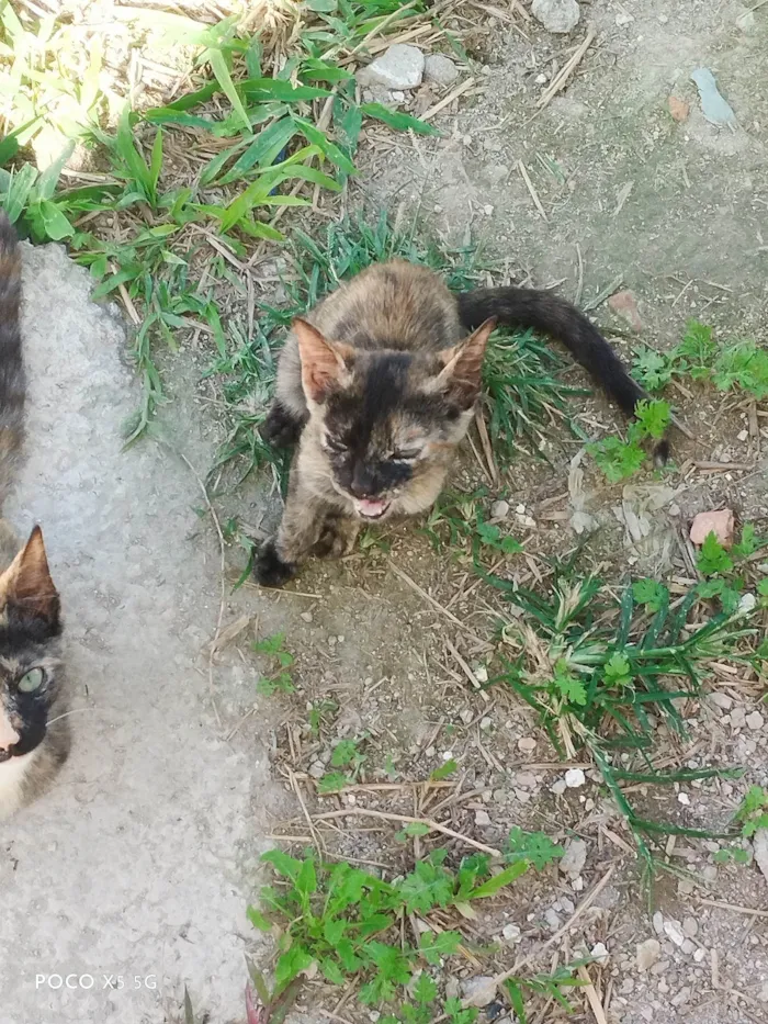 Gato ra a Não sei  idade 2 a 6 meses nome Carlota 