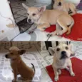 Cachorro raça SRD  idade 2 a 6 meses nome Luna