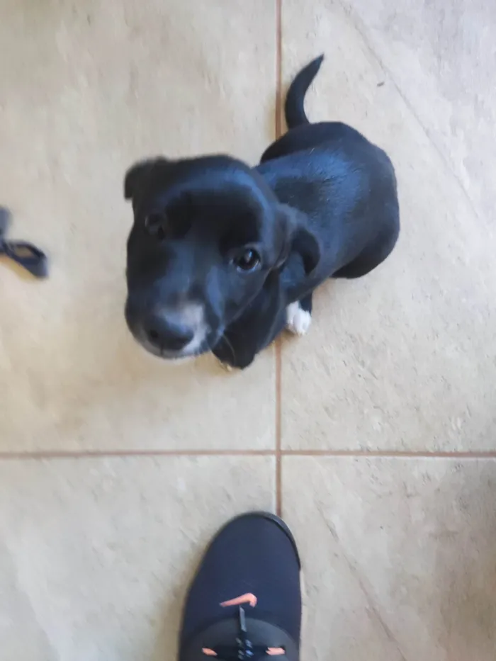 Cachorro ra a SRD-ViraLata idade 2 a 6 meses nome Amora
