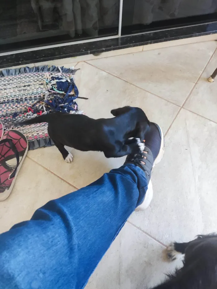 Cachorro ra a SRD-ViraLata idade 2 a 6 meses nome Amora
