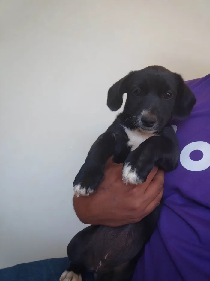 Cachorro ra a SRD-ViraLata idade 2 a 6 meses nome Amora