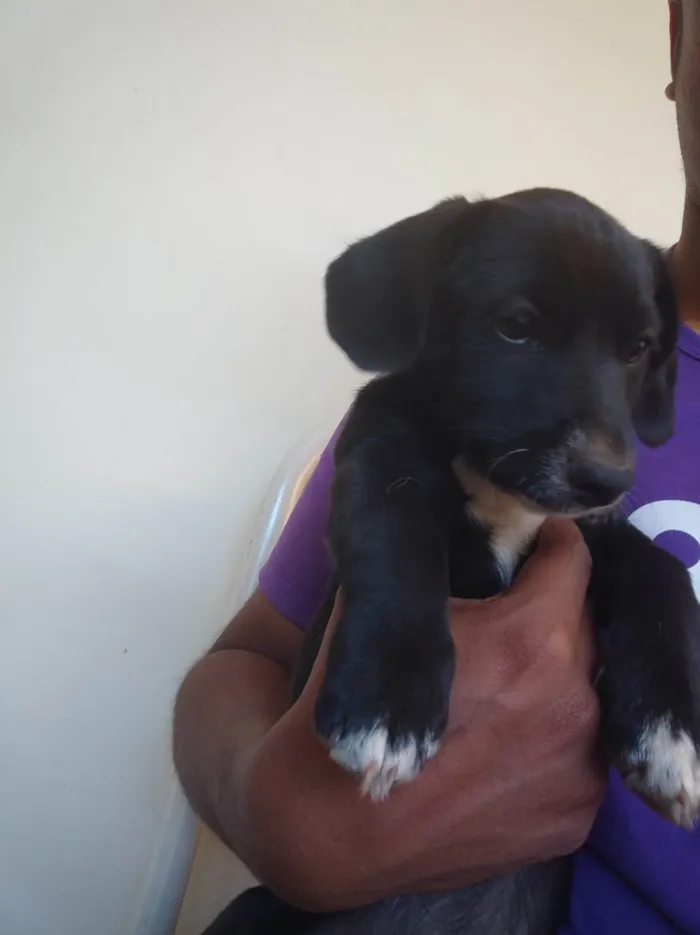 Cachorro ra a SRD-ViraLata idade 2 a 6 meses nome Amora