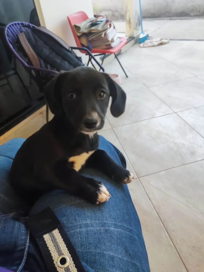 Cachorro ra a SRD-ViraLata idade 2 a 6 meses nome Amora