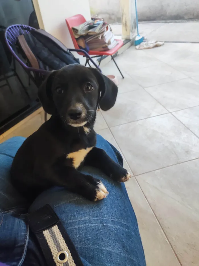 Cachorro ra a SRD-ViraLata idade 2 a 6 meses nome Amora