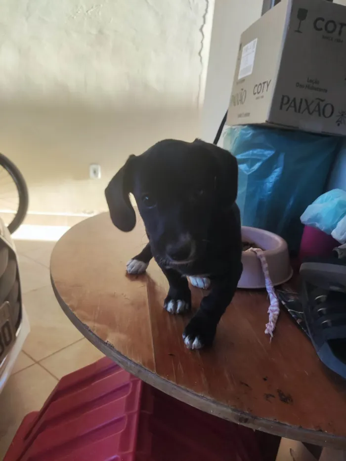 Cachorro ra a SRD-ViraLata idade 2 a 6 meses nome Amora