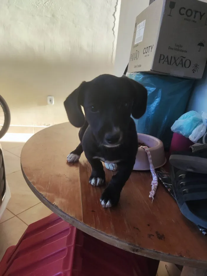 Cachorro ra a SRD-ViraLata idade 2 a 6 meses nome Amora