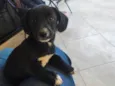 Amora