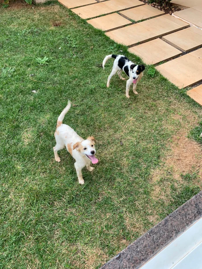 Cachorro ra a ViraLata idade 7 a 11 meses nome Floquinho