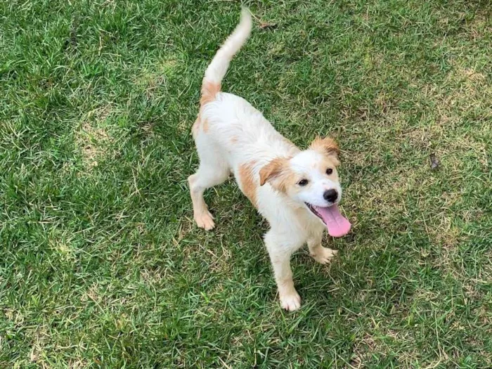 Cachorro ra a ViraLata idade 7 a 11 meses nome Floquinho