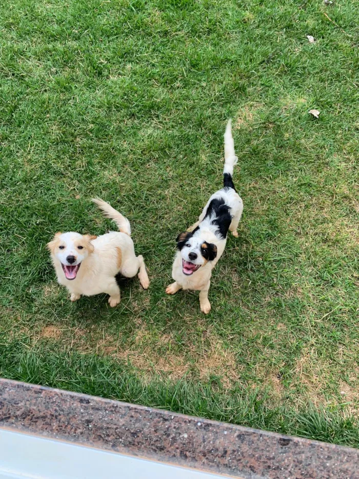 Cachorro ra a Vira-lata idade 7 a 11 meses nome Todynho