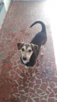 Filhotinha