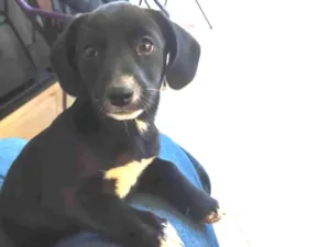 Cachorro raça SRD-ViraLata idade 2 a 6 meses nome Amora