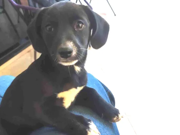 Cachorro ra a SRD-ViraLata idade 2 a 6 meses nome Amora