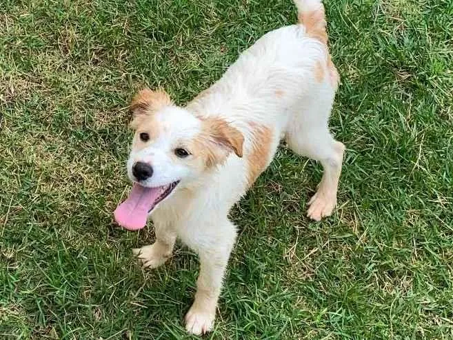 Cachorro ra a ViraLata idade 7 a 11 meses nome Floquinho