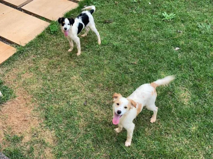 Cachorro ra a Vira-lata idade 7 a 11 meses nome Todynho