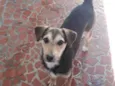 Filhotinha