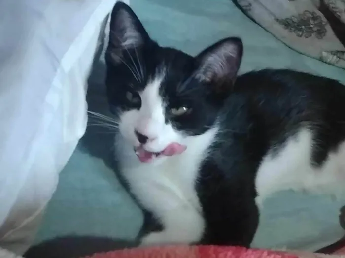 Gato ra a SRD-ViraLata idade 2 a 6 meses nome CROQUINHO