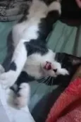 CROQUINHO