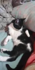 CROQUINHO