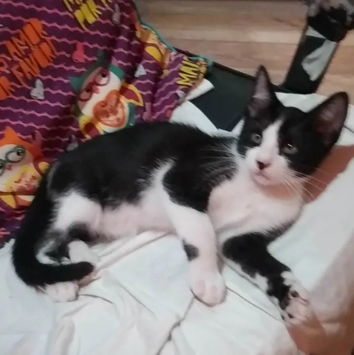 Gato ra a SRD-ViraLata idade 2 a 6 meses nome CROQUINHO