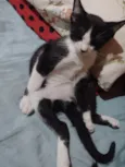 CROQUINHO