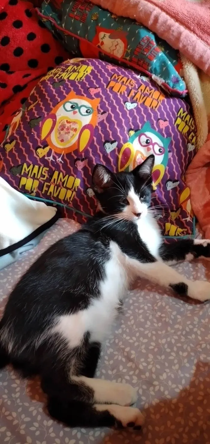Gato ra a SRD-ViraLata idade 2 a 6 meses nome CROQUINHO