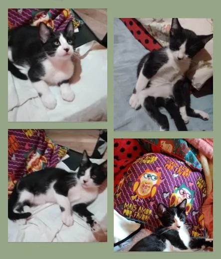 Gato ra a SRD-ViraLata idade 2 a 6 meses nome CROQUINHO