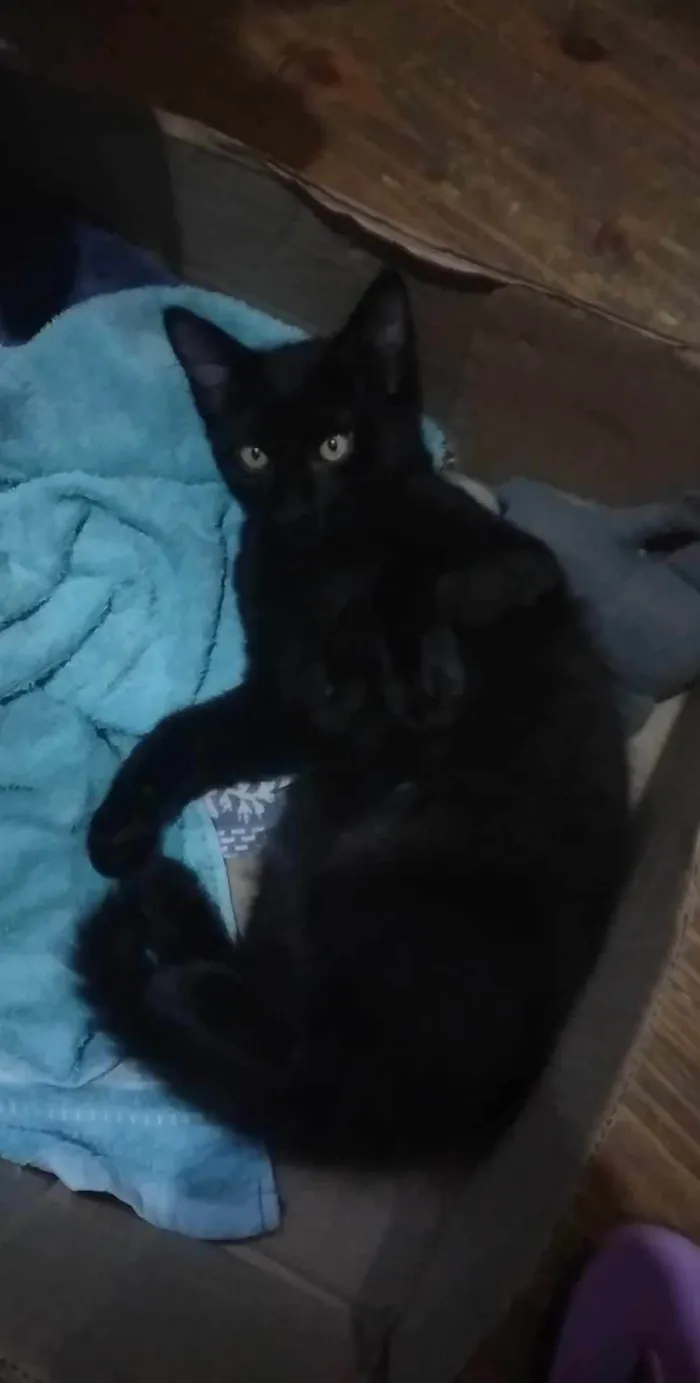 Gato ra a SRD-ViraLata idade 2 a 6 meses nome PANTERA