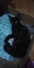 PANTERA