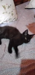 PANTERA