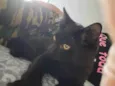 PANTERA