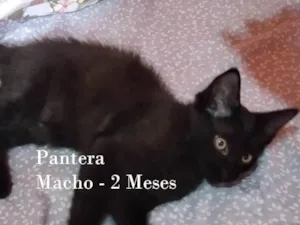 Gato raça SRD-ViraLata idade 2 a 6 meses nome PANTERA