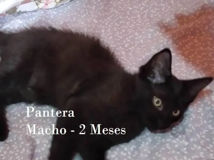 Gato ra a SRD-ViraLata idade 2 a 6 meses nome PANTERA
