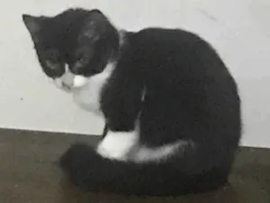 Gato raça SRD-ViraLata idade 6 ou mais anos nome JULIA