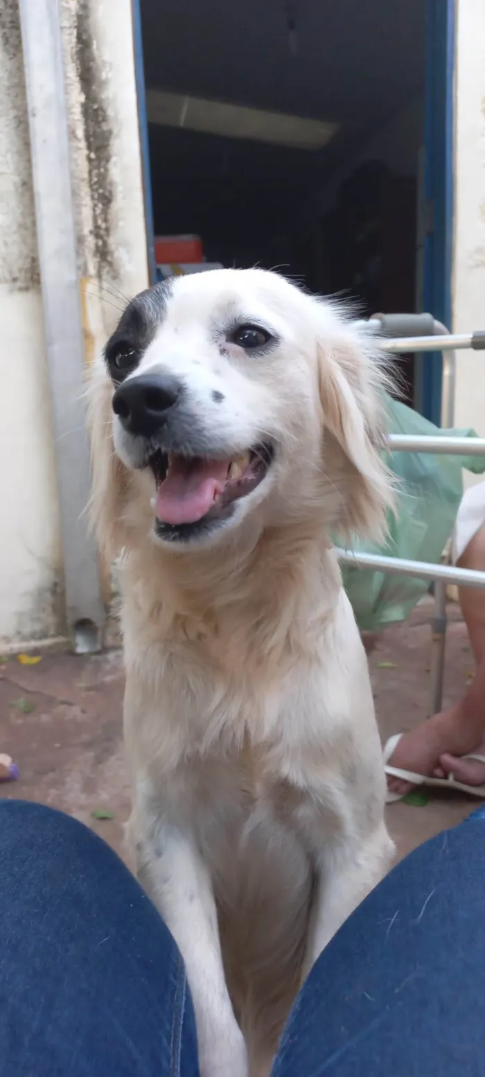 Cachorro ra a Boder collie  idade 2 anos nome Princesa 