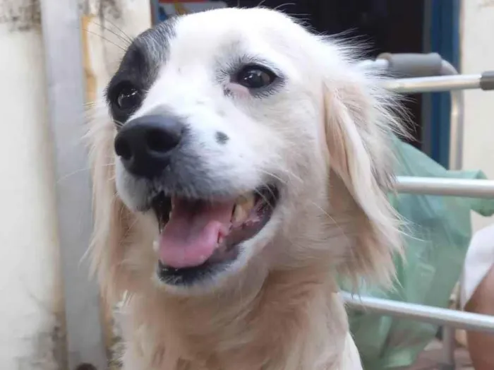 Cachorro ra a Boder collie  idade 2 anos nome Princesa 