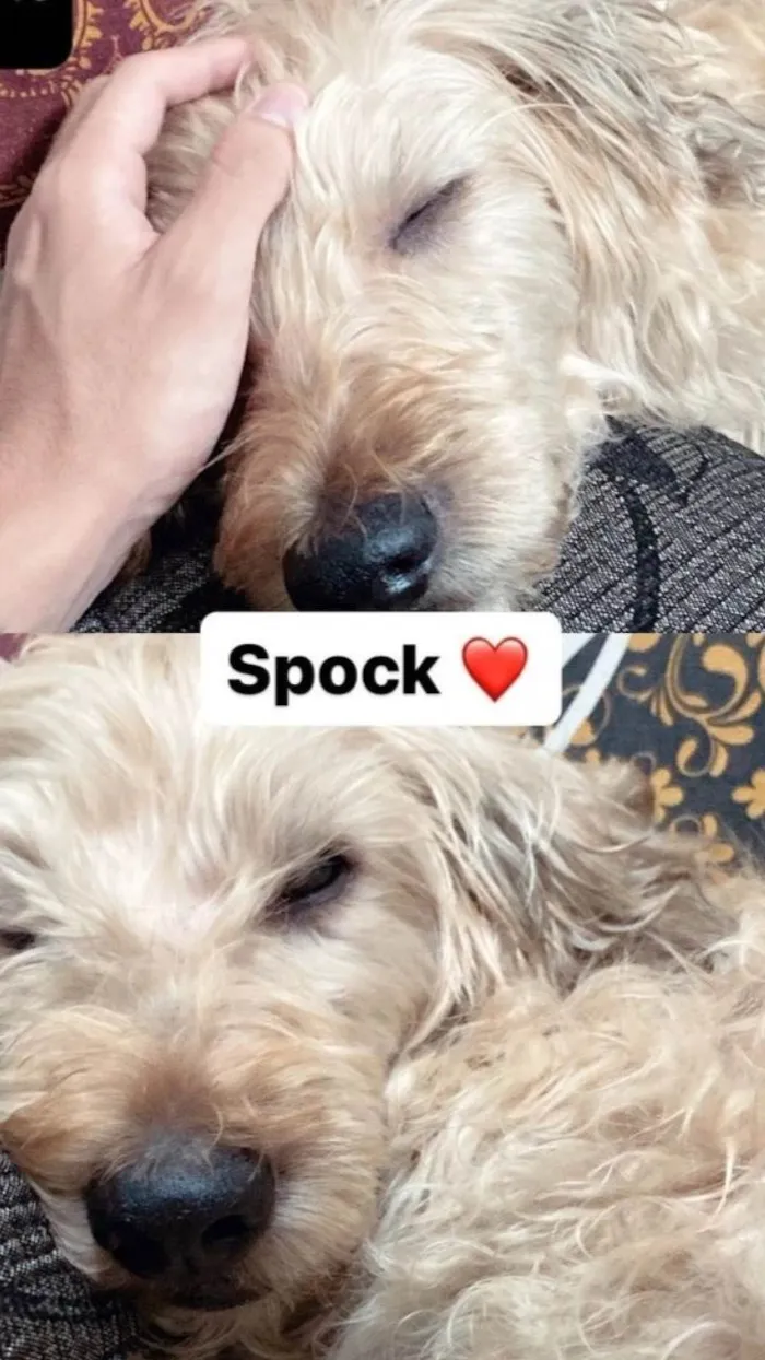 Cachorro ra a SRD-ViraLata idade 6 ou mais anos nome Spock