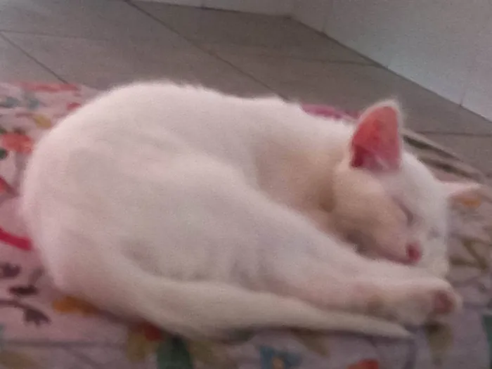 Gato raça Angora idade 7 a 11 meses nome Rubi