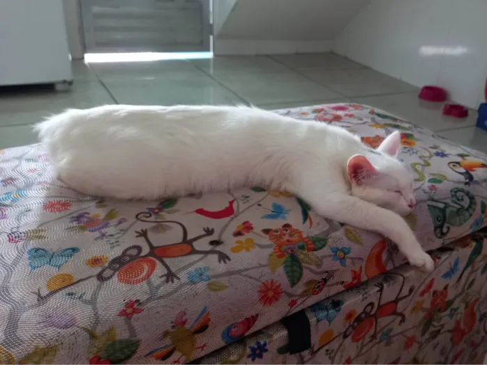 Gato raça Angora idade 7 a 11 meses nome Rubi