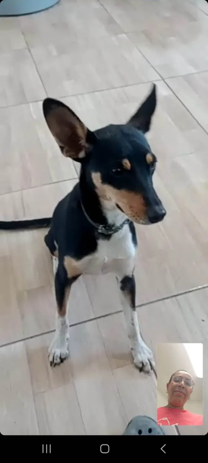 Cachorro raça Srd idade 7 a 11 meses nome KIRA