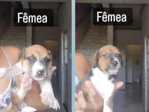 Cachorro raça SRD-ViraLata idade Abaixo de 2 meses nome Filhotes 